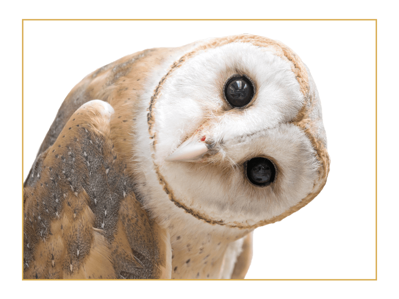 Owl Image